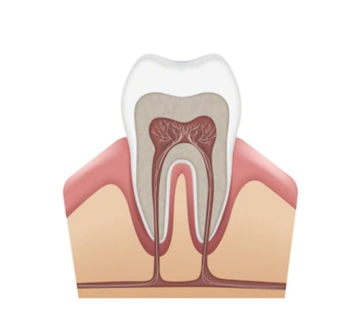 Vector que ilustra la pulpa dental