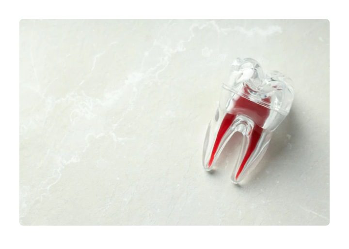 Vector de un molar mostrando su pulpa dental
