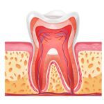 Vector que ilustra un molar con su pulpa dental