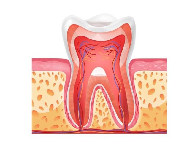¿Qué es la pulpa dental y cuál es su función?