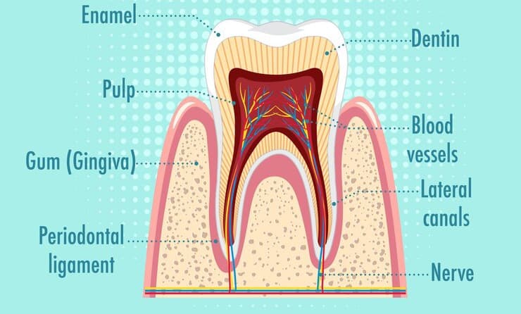 Estructura dental
